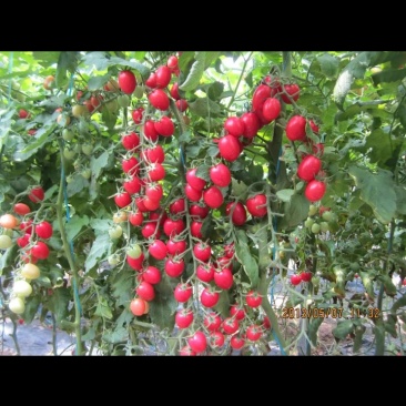 主营各种小番茄黄瓜，豆角