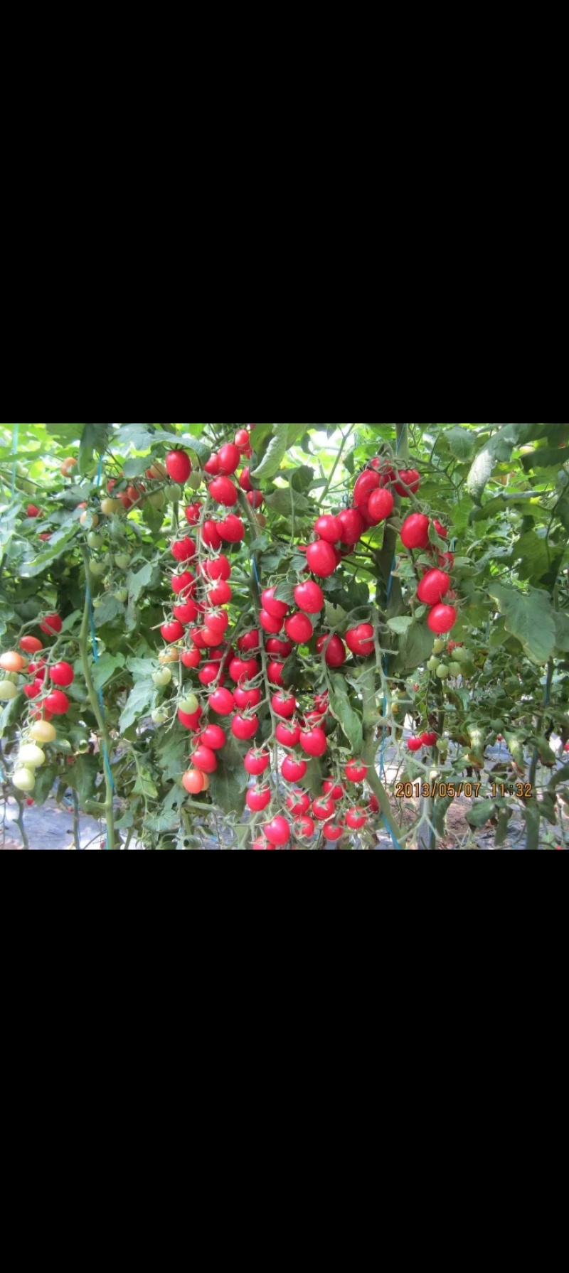 主营各种小番茄黄瓜，豆角