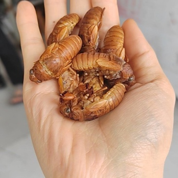 金蝉