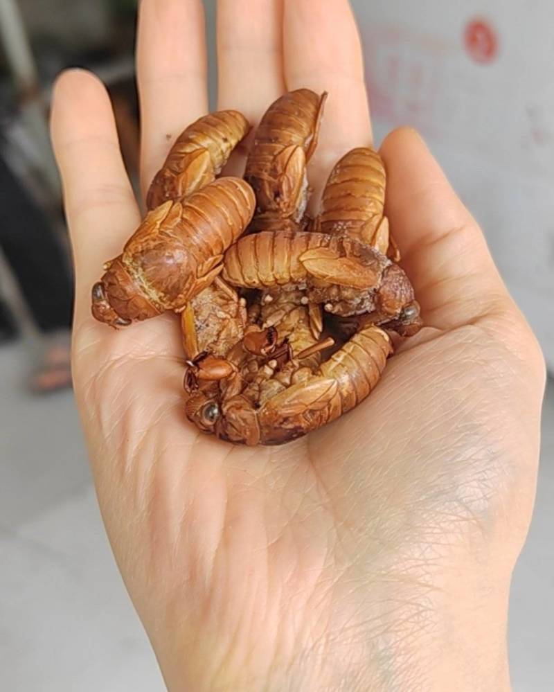 金蝉