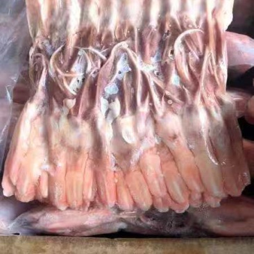 大鸭舌