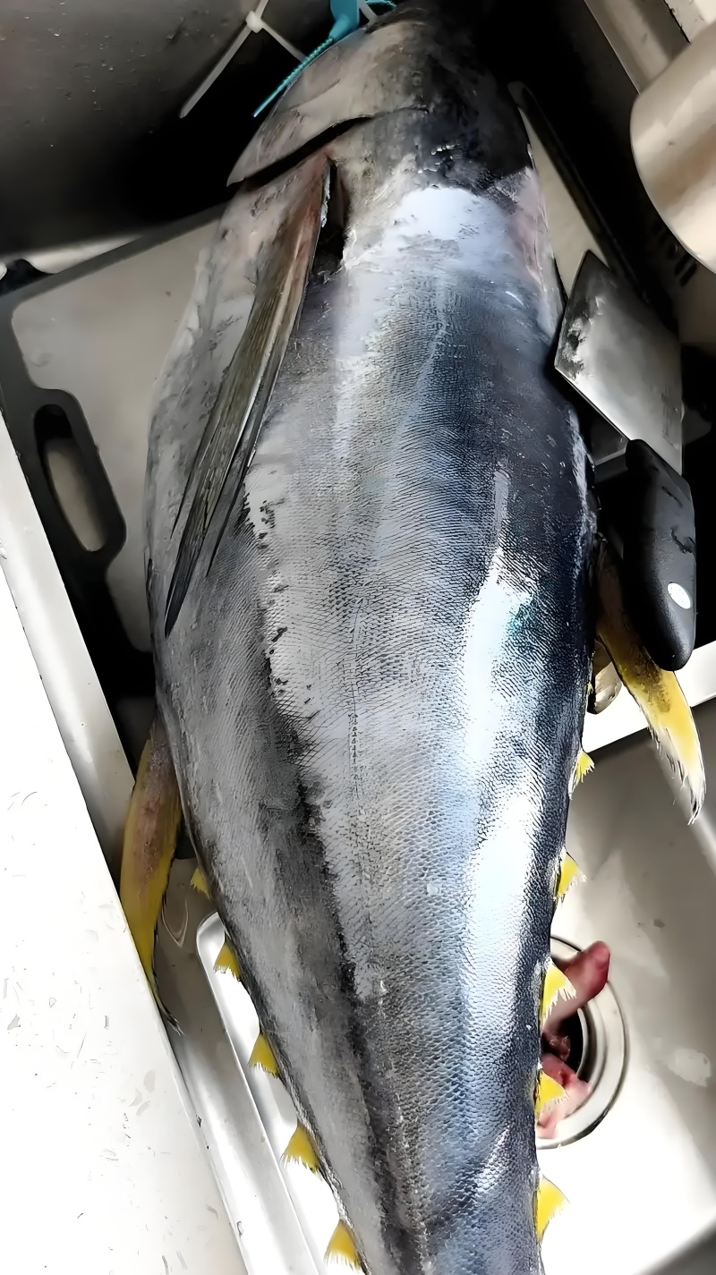 黄鳍金枪鱼