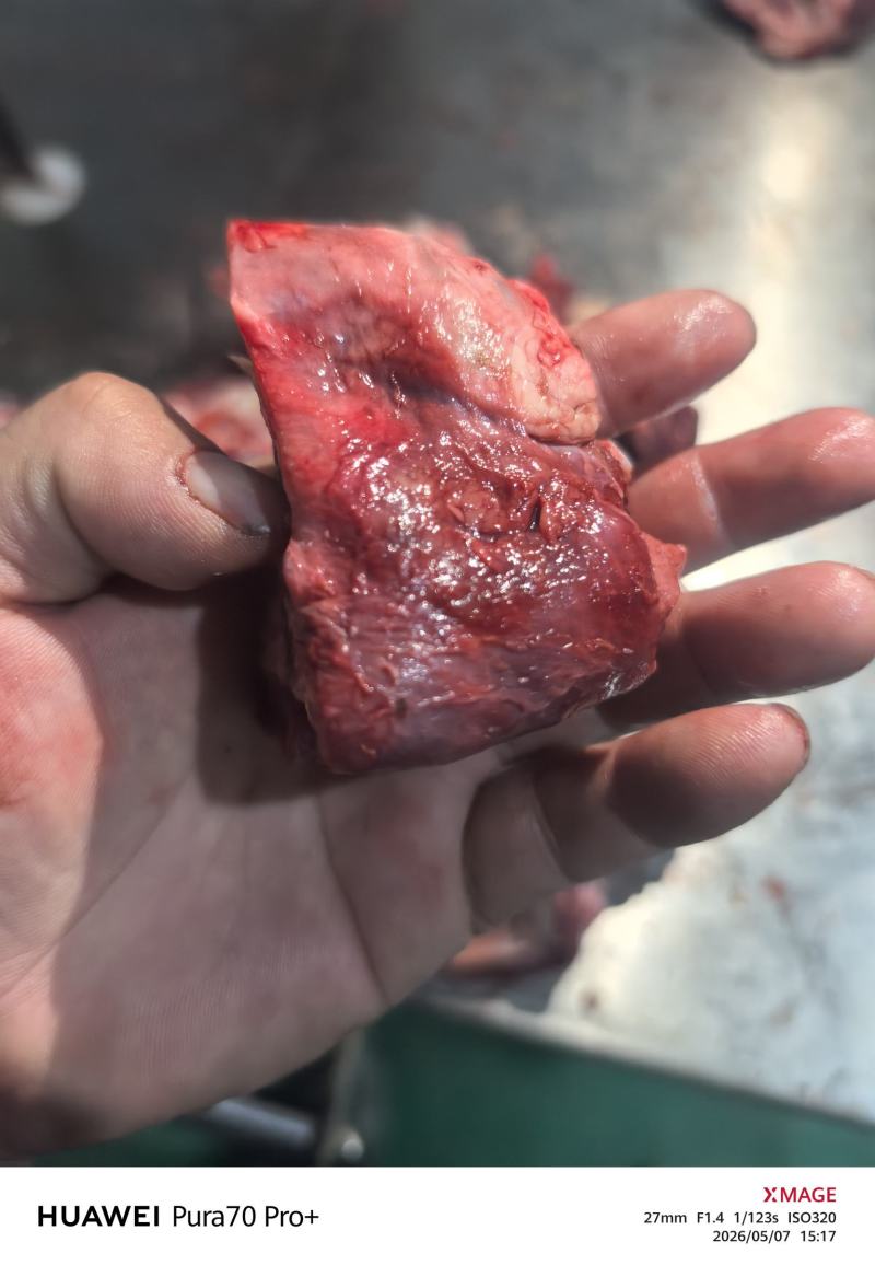 牛膀骨带脆骨含肉量％80售价10元一斤