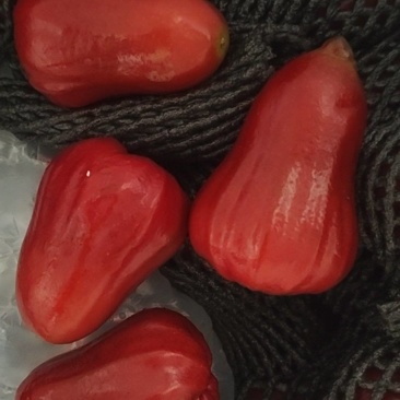 海南黑金刚莲雾
