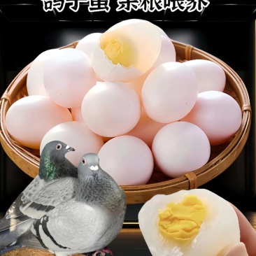 “杂粮喂养”高品质鸽子蛋