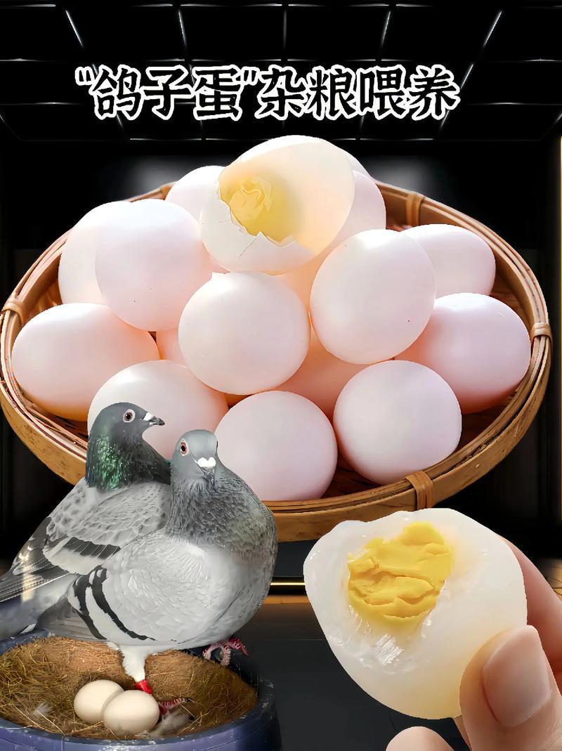 “杂粮喂养”高品质鸽子蛋