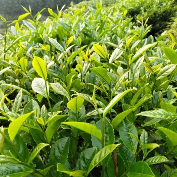 梅州兴宁水口坪畬银湖肚高山云雾绿茶