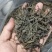 梅州兴宁水口坪畬银湖肚高山云雾绿茶