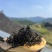 龙脊古树红茶