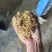 稻壳统糠筛糠