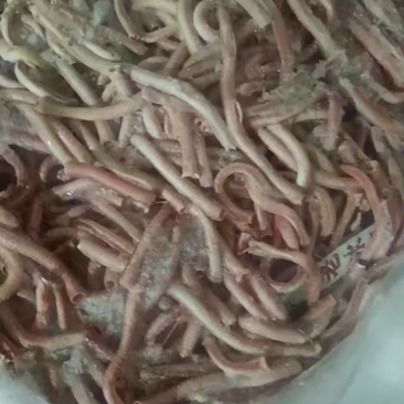 鹅气管