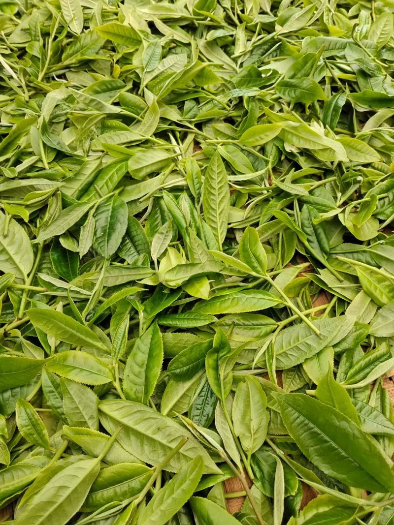 云南普洱茶