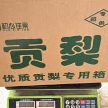 山西文水贡梨