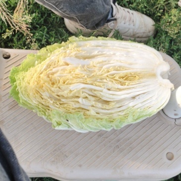 黄心大白菜