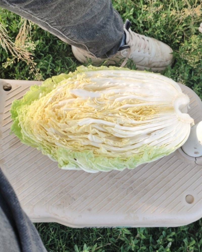 黄心大白菜