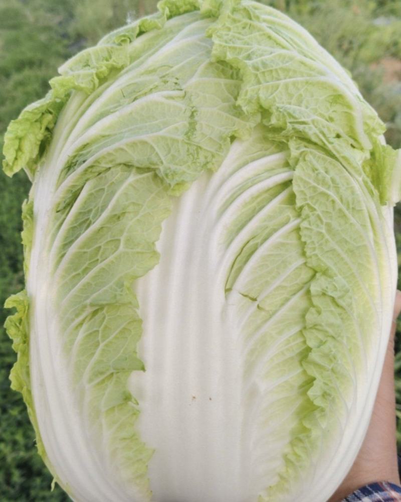 黄心大白菜