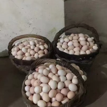 自家土鹅蛋