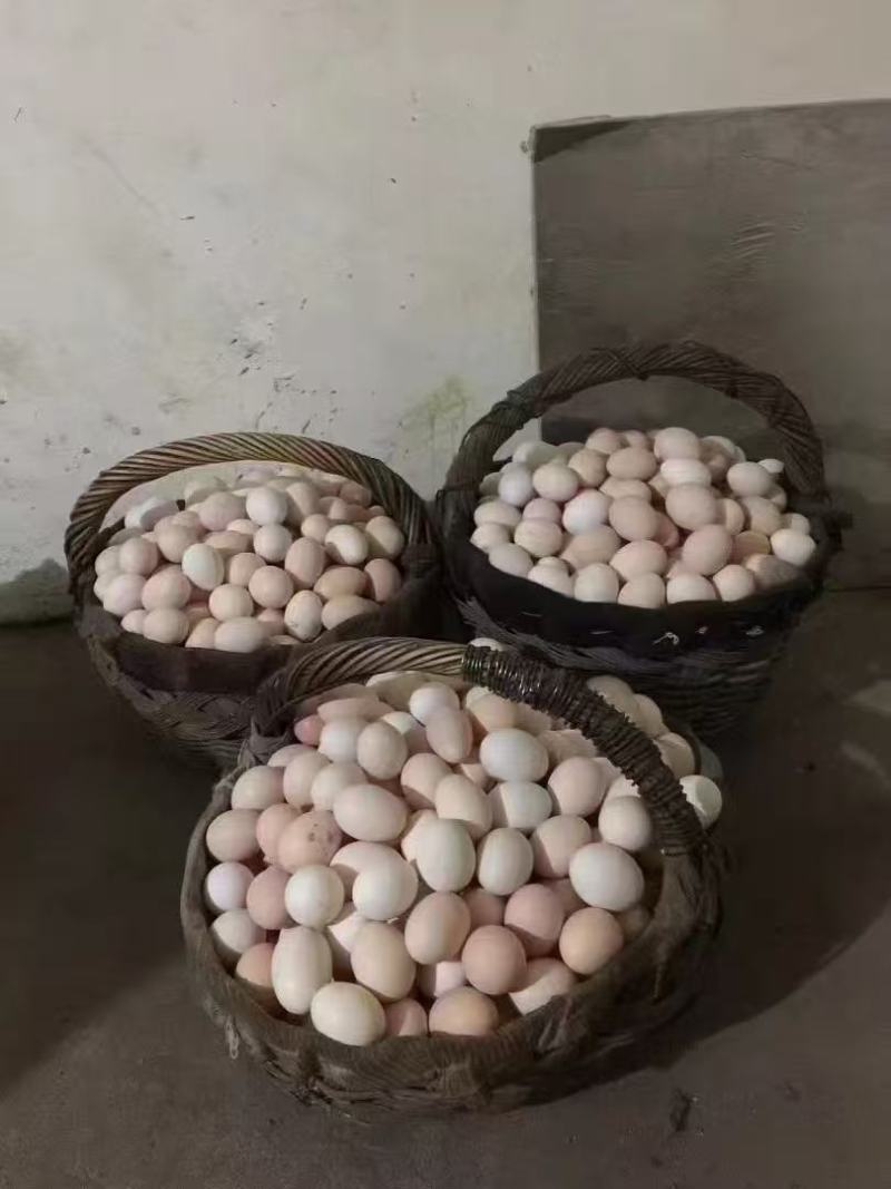自家土鹅蛋