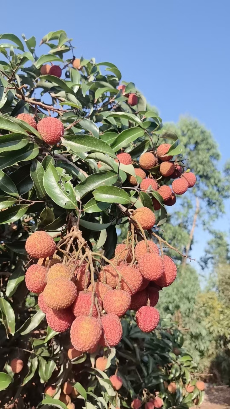 白糖罂荔枝