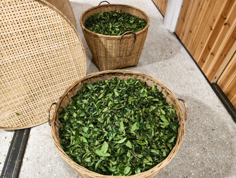 茶叶