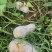 蜜本瓜