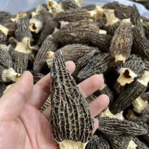 烘干羊肚菌