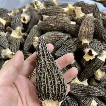 烘干羊肚菌