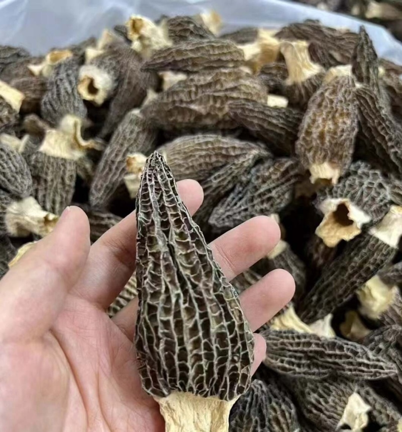 烘干羊肚菌
