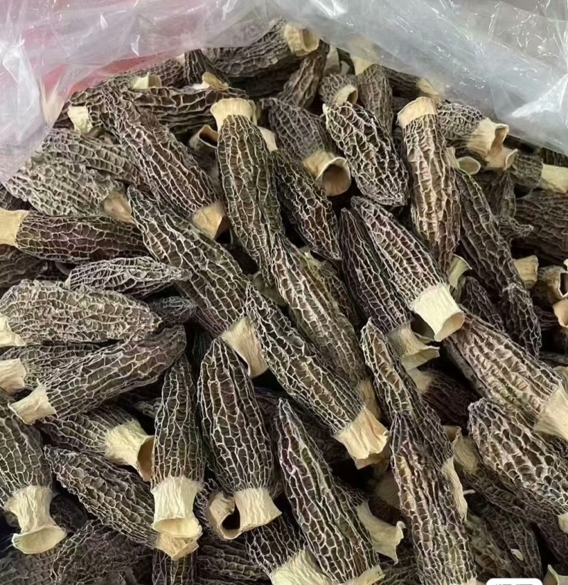 烘干羊肚菌