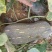 广东密本南瓜