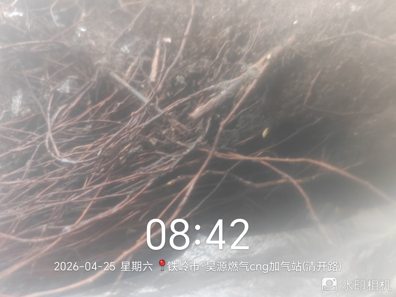 金山绣线菊穴盘小苗