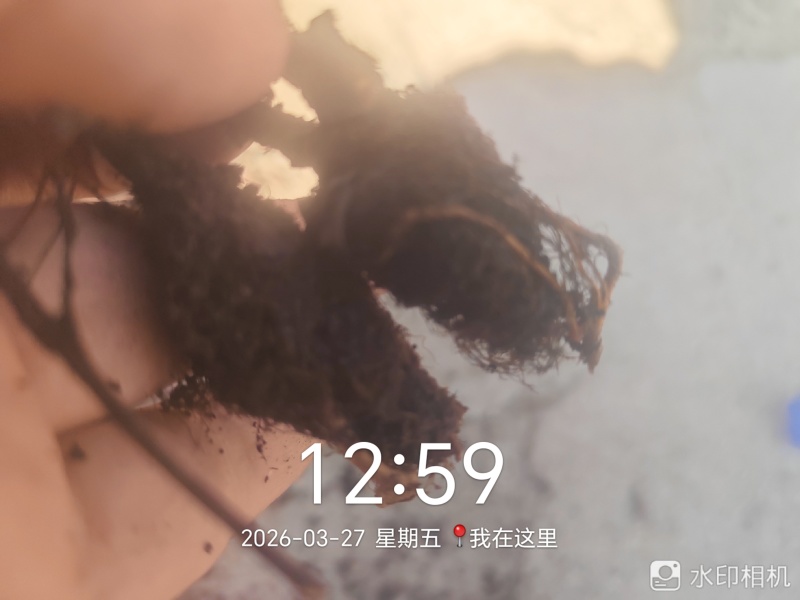 金山绣线菊穴盘小苗