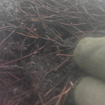 金山绣线菊穴盘小苗