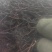 金山绣线菊穴盘小苗