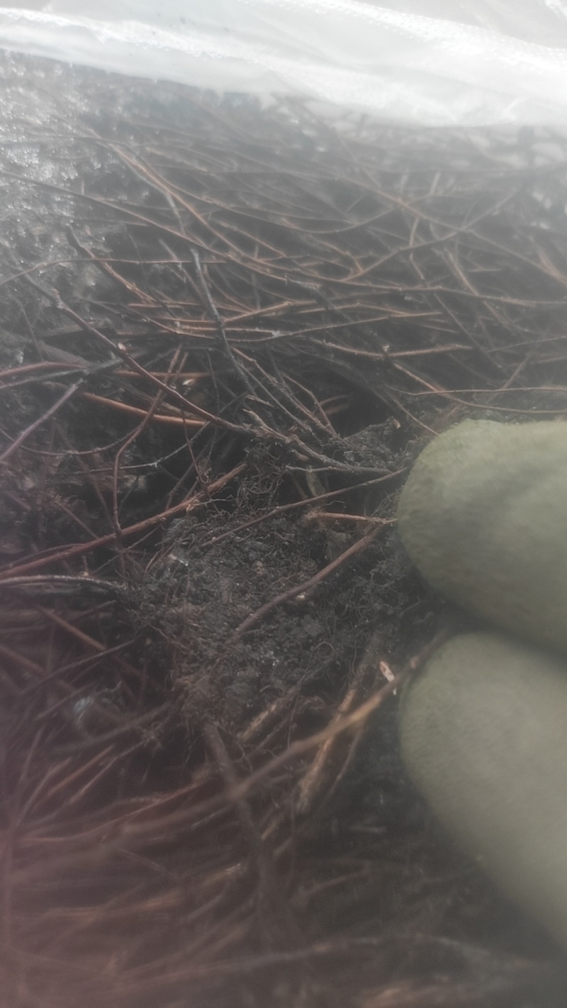 金山绣线菊穴盘小苗