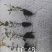 金山绣线菊穴盘小苗