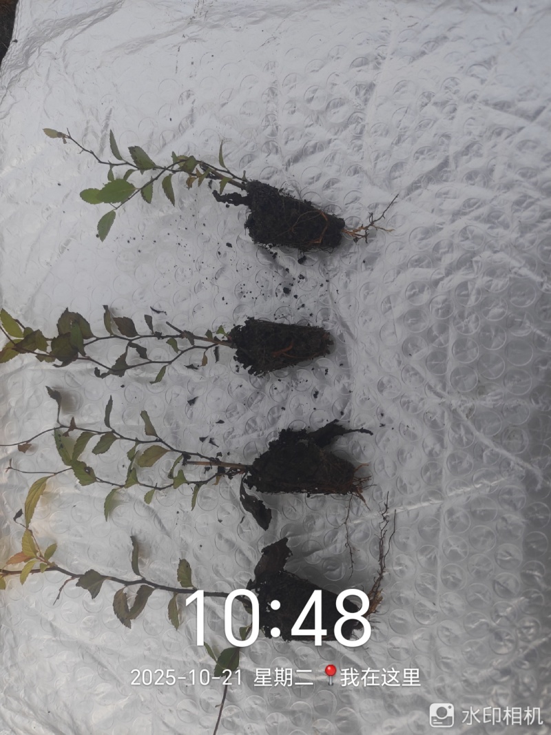 金山绣线菊穴盘小苗