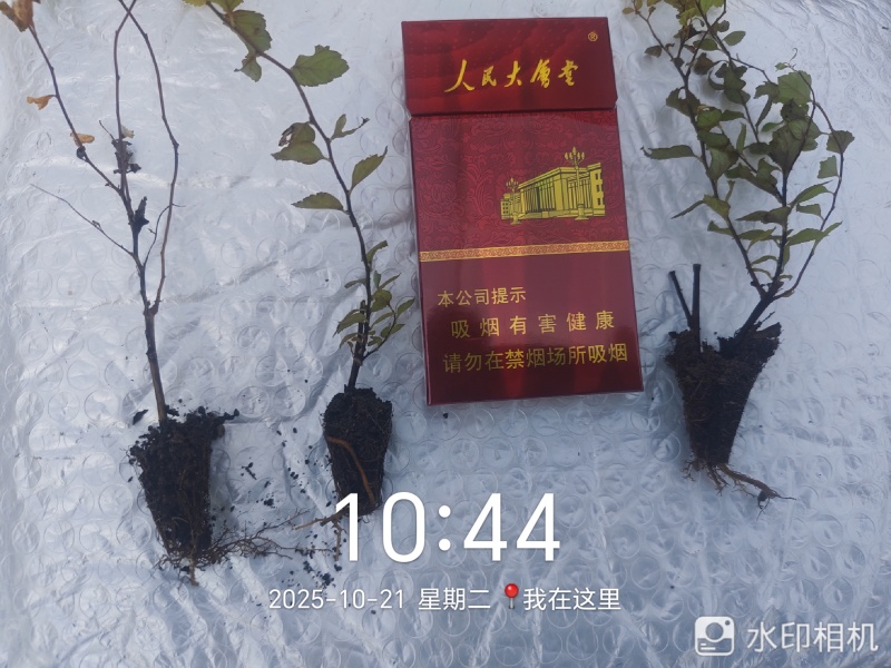金山绣线菊穴盘小苗