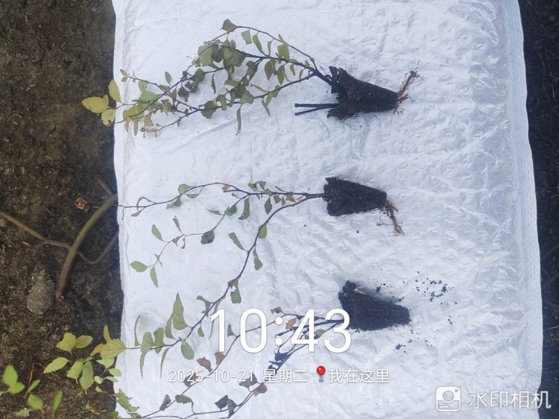 金山绣线菊穴盘小苗