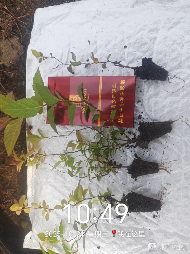 金山绣线菊穴盘小苗