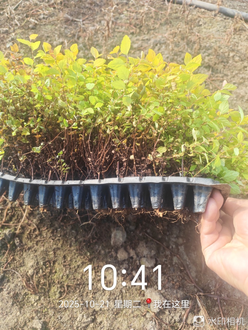 金山绣线菊穴盘小苗