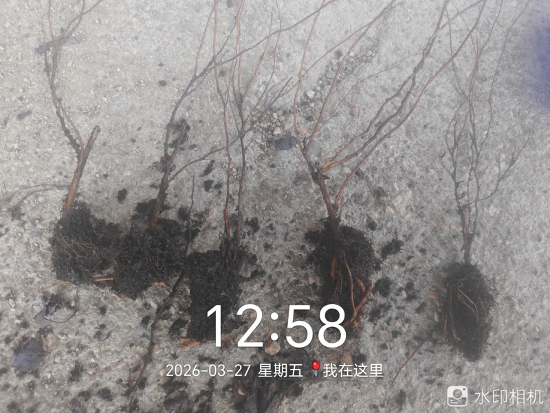 金山绣线菊穴盘小苗