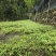 淫羊藿种苗