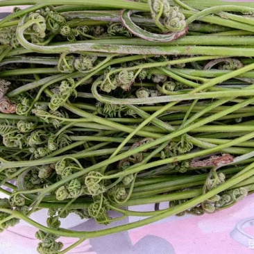 甘南高原野生羊肚菌野生鹿角菜野生蕨菜