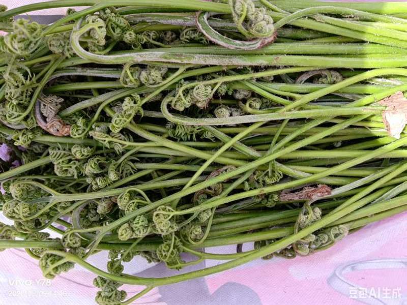 甘南高原野生羊肚菌野生鹿角菜野生蕨菜