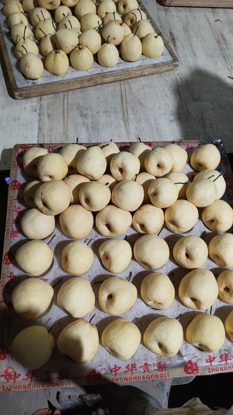 陕西蒲城酥梨