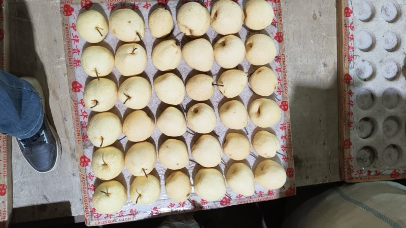 陕西蒲城酥梨