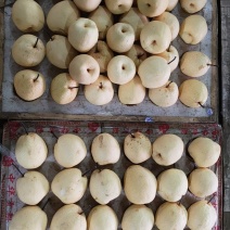 陕西蒲城酥梨