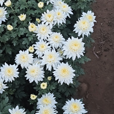 鲜切黄/白菊
