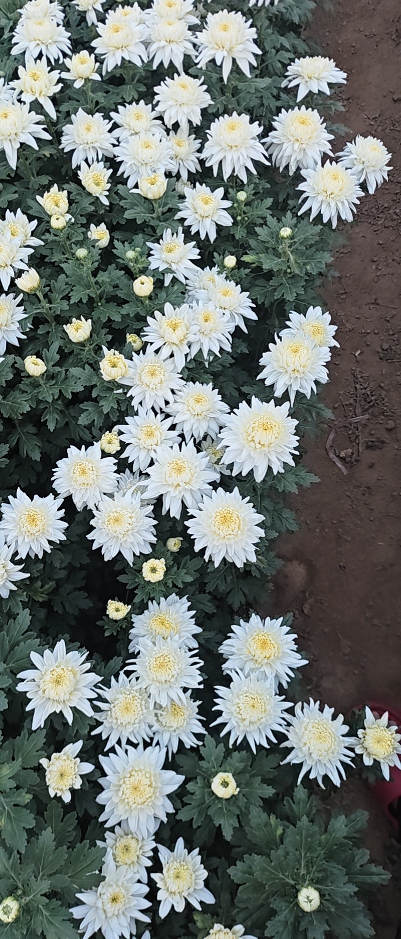 鲜切黄/白菊